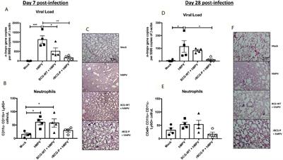 Induction of Protective Immunity by a Single Low Dose of a Master Cell Bank cGMP-rBCG-P Vaccine Against the Human Metapneumovirus in Mice